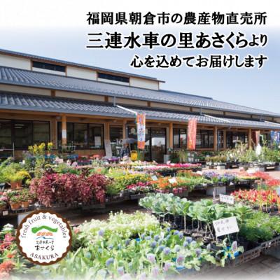 ふるさと納税 朝倉市 フルーツの里の直売所より　冷蔵富有柿10〜16玉(12月下旬より順次発送) |  | 02