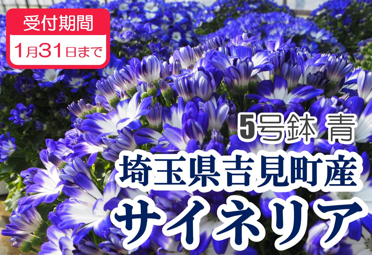 
            サイネリア　５号（１５ｃｍ鉢）　【青】
          
