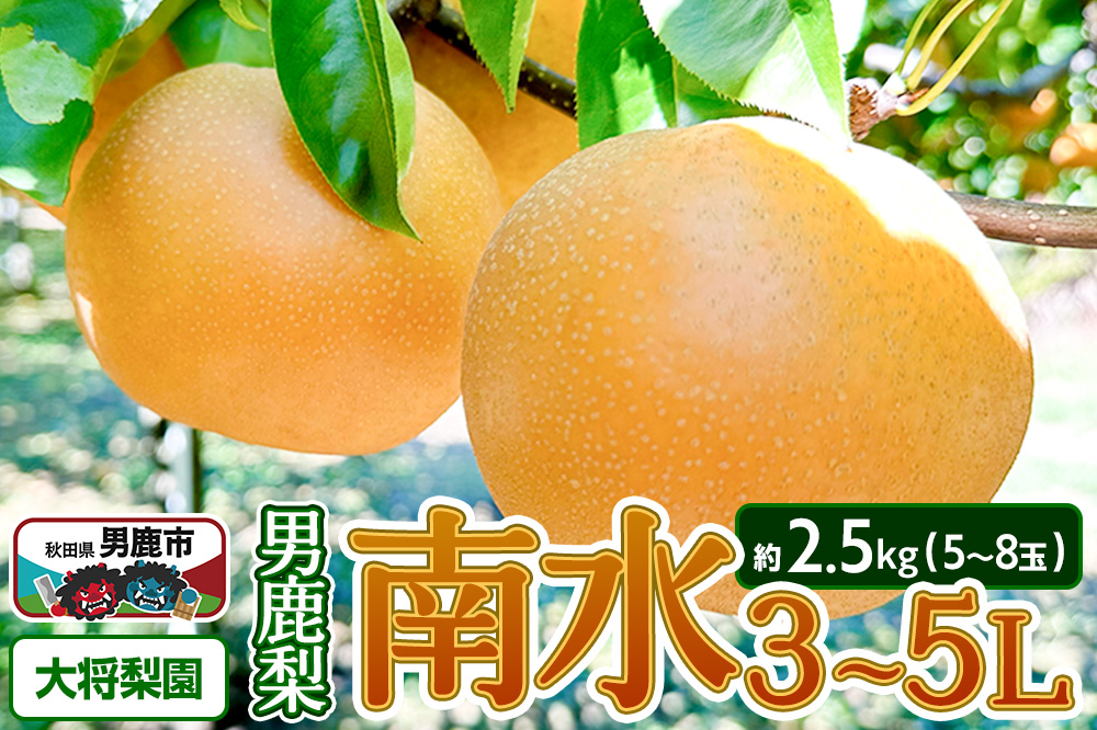 【先行受付】男鹿梨 「大将梨園」南水 約2.5kg 5〜8玉 3〜5L 梨 秋田県 男鹿市 旬の果物