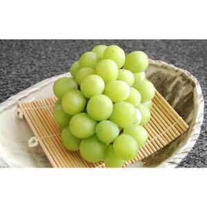【定期便2回】シャインマスカット 2房 約1.2kg（9月発送）・ 新高梨 4～6玉 約3kg（10月発送）| フルーツ 果物 くだもの シャインマスカット マスカット 葡萄 ぶどう ブドウ 梨 なし