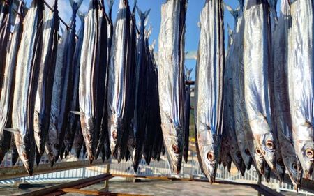 寒作り さんま丸干し 20本入り【uosk0022】