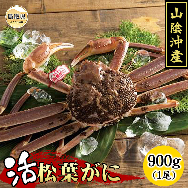 【ふるさと納税】活ずわいがに(松葉がに) 【期間・数量限定】_T2600305