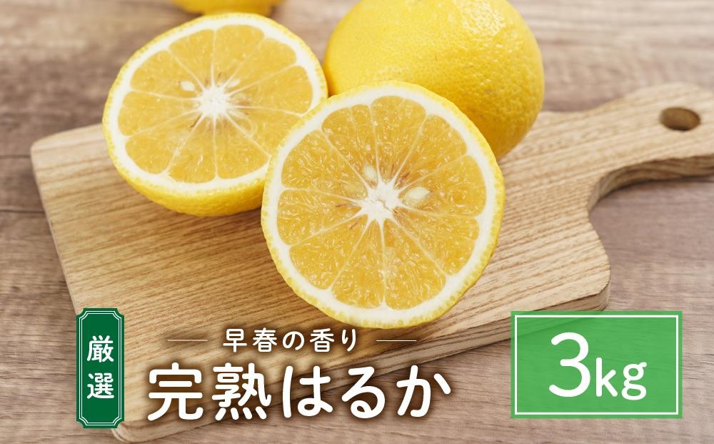 
                  完熟はるか 3kg ドルチェみかん【人気 おすすめ 瀬戸内 広島県  尾道市】
                