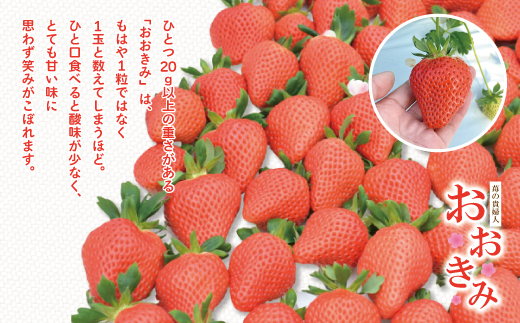 【 早期受付 数量限定 】 苺 の貴婦人 おおきみ 化粧箱 2箱 贈答 ギフト フルーツ 果物 いちご ストロベリー 高級 人気 大粒 プレミアム 限定品 高知県 高知 四万十市 四万十 しまんと お