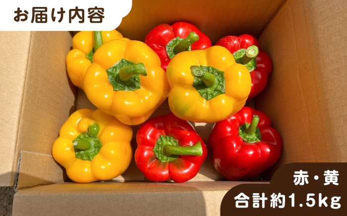 【先行受付】糸島産 肉厚 パプリカ約1.5kg(8-12個)【2026年11月以降順次発送】福岡県  糸島市 / シーブ [AHC031] 野菜 ピーマン 野菜 やさい パプリカ ピーマン 肉厚 生 