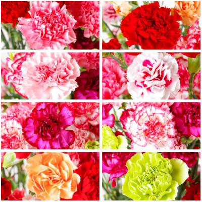 ふるさと納税 佐世保市 鮮度が自慢!産地直送 高級 草丈65cm カーネーション切り花 50本 |  | 03