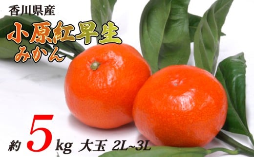 小原紅早生みかん 約5kg 大玉 2L~3Lサイズ 常温 先行予約 フルーツ 果物 柑橘 小原紅早生 みかん ふるさと納税みかん 香川県 丸亀市