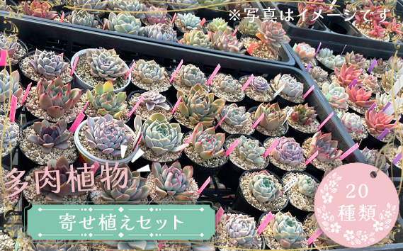 
No.681 多肉植物寄せ植えセット（20種類） ／ インテリア 癒し 苗 茨城県
