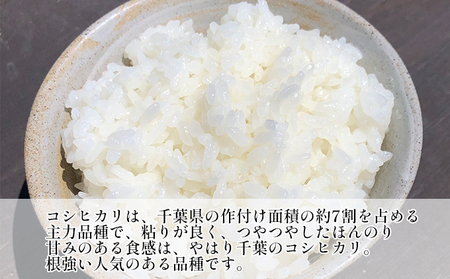 定期便 令和7年産 コシヒカリ 無洗米 5kg 定期便