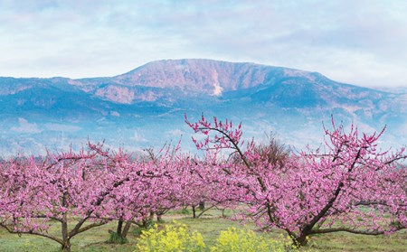 No.184 もも(川中島白桃)特秀3kg(8玉~11玉)桑折町振興公社