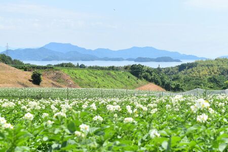 【予約商品】安芸津　赤土じゃがいも　10kg【配送時期:6月下旬～８月下旬/11月下旬～1月上旬】