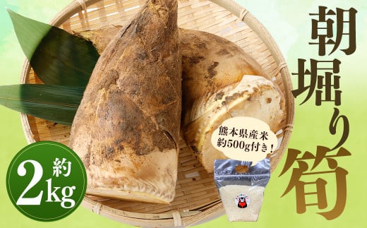 【数量限定】朝堀り 筍 2kg 熊本県産米(約500g)付き【2026年3月上旬～4月下旬迄発送予定】