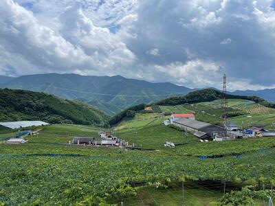 ◆先行予約◆【8月下旬発送開始】巨峰 4～6房（2kg以上）朝採れ 新鮮 減農薬　和歌山県　巨峰村　農園直送！