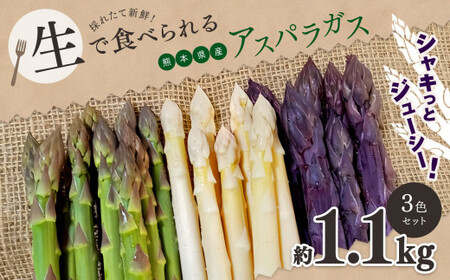 生で食べれる !! アスパラガス 3色 セット（ グリーン ・ホワイト ・ パープル  ）約 1.1kg | 新鮮 アスパラ 野菜 ソムリエ 健康 熊本県産 熊本 玉名