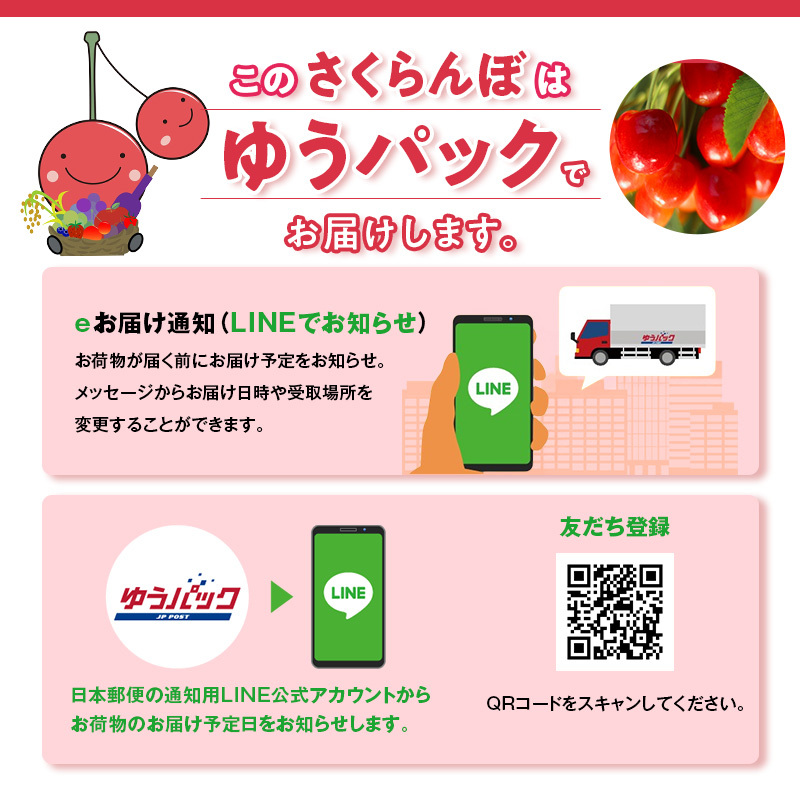 北海道 仁木町産 さくらんぼ 佐藤錦 1kg (500g×2) L-LLサイズ混合  サクランボ チェリー フルーツ 果物 果物類 ギフト 仁木町 仁木 [藤田農園]