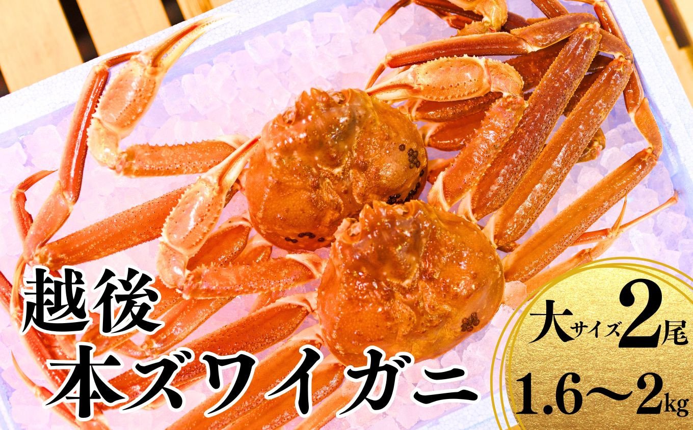 
            〈期間限定〉越後 本ズワイガニ 大 2尾 計1.6～2kg 姿 糸魚川産 浜茹で 鮮度が命！茹でたて直送 ずわいがに かに 蟹 魚正 国産 日本海 新潟 新鮮 ボイル 800g超 11月から漁開始 ギフトにもおススメ
          