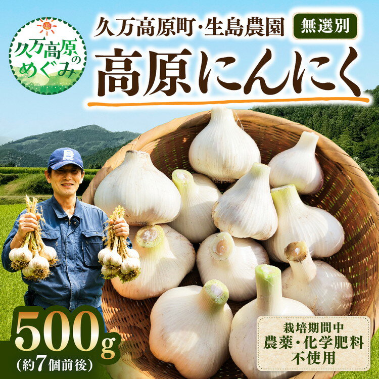 【ふるさと納税】【先行予約】高原育ち にんにく 500g（約7個前後）｜栽培期間中 農薬・化学肥料不使用｜久万高原町 生島農園 ※2026年7月～発送