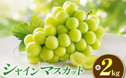 【 先行受付 】シャインマスカット 約2kg 3～4房 ［おぶせファーマーズ］ 果物 フルーツ ぶどう 葡萄 数量限定 先行予約 長野 信州 令和8年産 【2026年9月上旬～11月上旬発送】[FB-21]