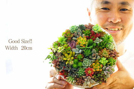 多肉植物の寄せ植え 6号鉢 _FC02