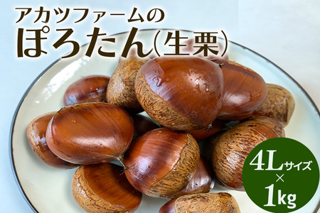アカツファーム の ぽろたん（ 生栗 ） 超特大 4Lサイズ 1kg 栗 笠間 くり クリ 特大 大きい 大粒 国産 国産栗 和栗 甘栗 栗ご飯 栗きんとん 栗おこわ 甘露煮 マロン 秋 旬 おやつ スイーツ きんとん 保存料不使用 無添加 ギフト 茨城県 笠間市 GA-016