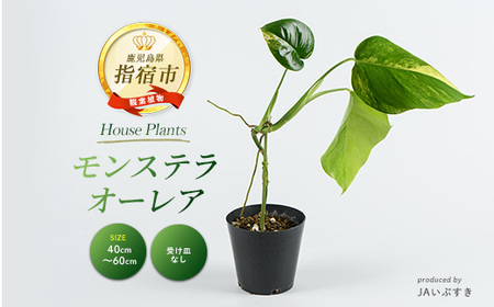 2026年4月上旬～発送【観葉植物】モンステラ・オーレア 40cm～60cm(JAいぶすき/042-2024) 観葉植物 植物 グリーン 鉢 おしゃれ 大型 インテリア 室内 開店祝い 新築祝い 引越し祝い オフィス ギフト マイナスイオン モンステラ 斑入り 【配送不可地域：北海道・沖縄県・離島】