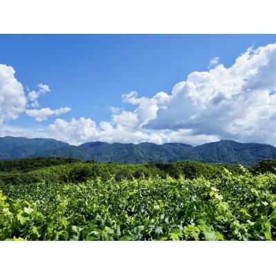 ふるさと納税 大月市 【山梨ワイン】蔵元直送「OLIFANTマスカット・ベーリーA樽熟成750ml×2本セット」 |  | 01