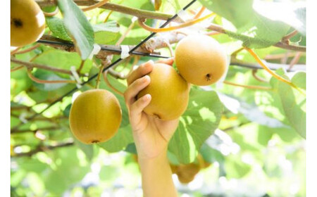 善通寺市産キウイ「さぬきゴールド」６玉　（約１ｋｇ前後)