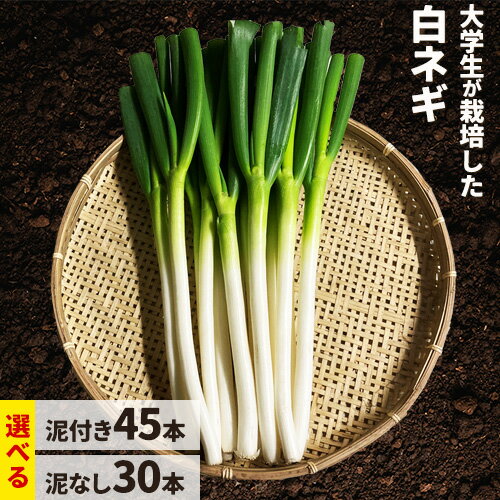 【ふるさと納税】【2026年先行予約】選べる 大学生が栽培した 白ネギ 泥なし or 泥付き 八頭船岡農場《12月上旬-4月上旬頃出荷》鳥取県 八頭町 白ネギ 新鮮 すき焼き 焼き鳥