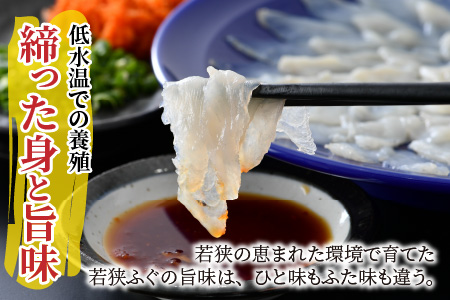 【TVで紹介されました】【2025年10月17日より順次発送】若狭ふぐお手軽セット 2人前|旅サラダ ふぐ フグ 若狭ふぐ 刺身 てっさ ふぐ皮 ひれ酒 新鮮 豪華 贅沢 冷蔵 薬味 ふぐ刺し 海鮮