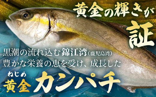 【ねじめ黄金カンパチ】１尾　JF-501