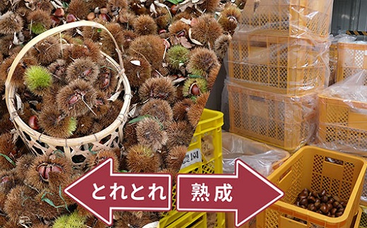 とれたて 丹波くり 3L 500g（京都　京丹波町産 丹波栗 生栗）【大粒 和栗 生栗 国産栗 地域限定 丹波栗 くり 栗 栗ご飯】 ※北海道・沖縄は配送不可