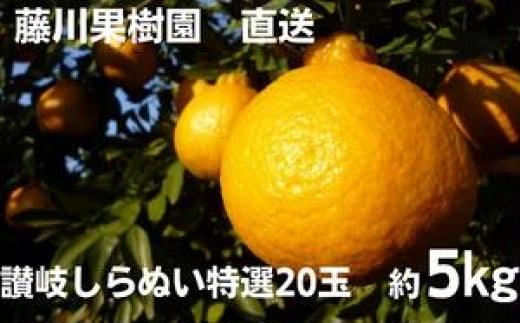 
味自慢！！讃岐しらぬひ　特選20玉 約5kg
