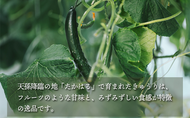 宮崎県高原町産きゅうり2kg（18～20本）TF0905-P00082