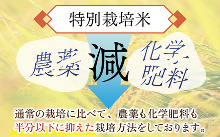 【先行予約】【令和7年産新米】南条米 特別栽培米コシヒカリ 真空パック 玄米 10kg(5kg×2袋)[D-011004]
