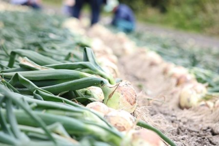 淡路島産新玉ねぎ　うずしお甘玉ねぎ　10kg　◆配送2月下旬～6月下旬