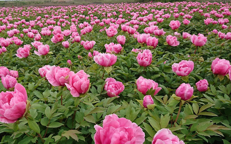 松江大根島牡丹苗(3色セット) 島根県松江市/島根県農業協同組合くにびき地区本部 [ALBC002] 花 苗木