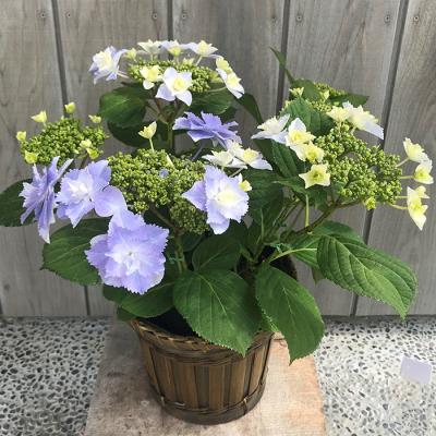 ふるさと納税 南相馬市 【2026年 先行予約】アジサイ ブレスレット 5号 青系 | 紫陽花 あじさい ギフト 根本園芸