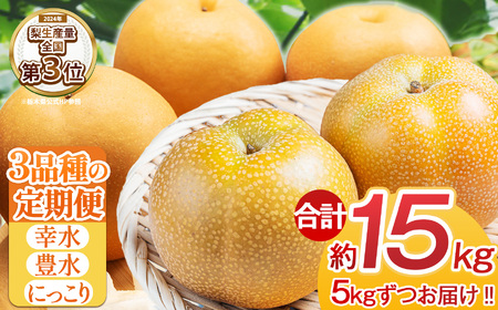 【先行予約】梨定期便3回 | 【栃木県共通返礼品】 大 人気  レビュー リピート 梨 幸水 豊水 にっこり 果物 フルーツ デザート スイーツ たっぷり 果汁 果肉 ジューシー 甘い 高糖度 柔らかな シャキシャキ 果肉 旬 品種 果物 くだもの 定期 定期便 果物定期 果物定期便 送料無料 栃木県 下野市