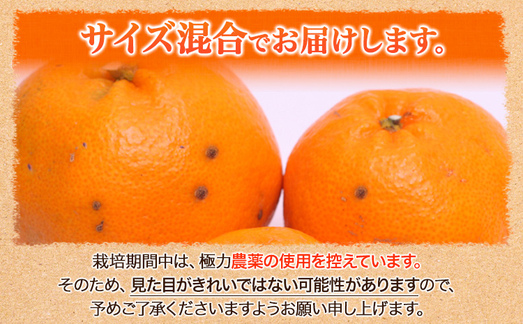 みかん はるみ ご家庭用 1kg+250g（傷み補償）サイズ混合 池田鹿蔵農園@日高町《2月上旬-3月末頃出荷》和歌山県 日高町 フルーツ 果物 柑橘 希少品種 送料無料 訳あり【配送不可地域あり】-