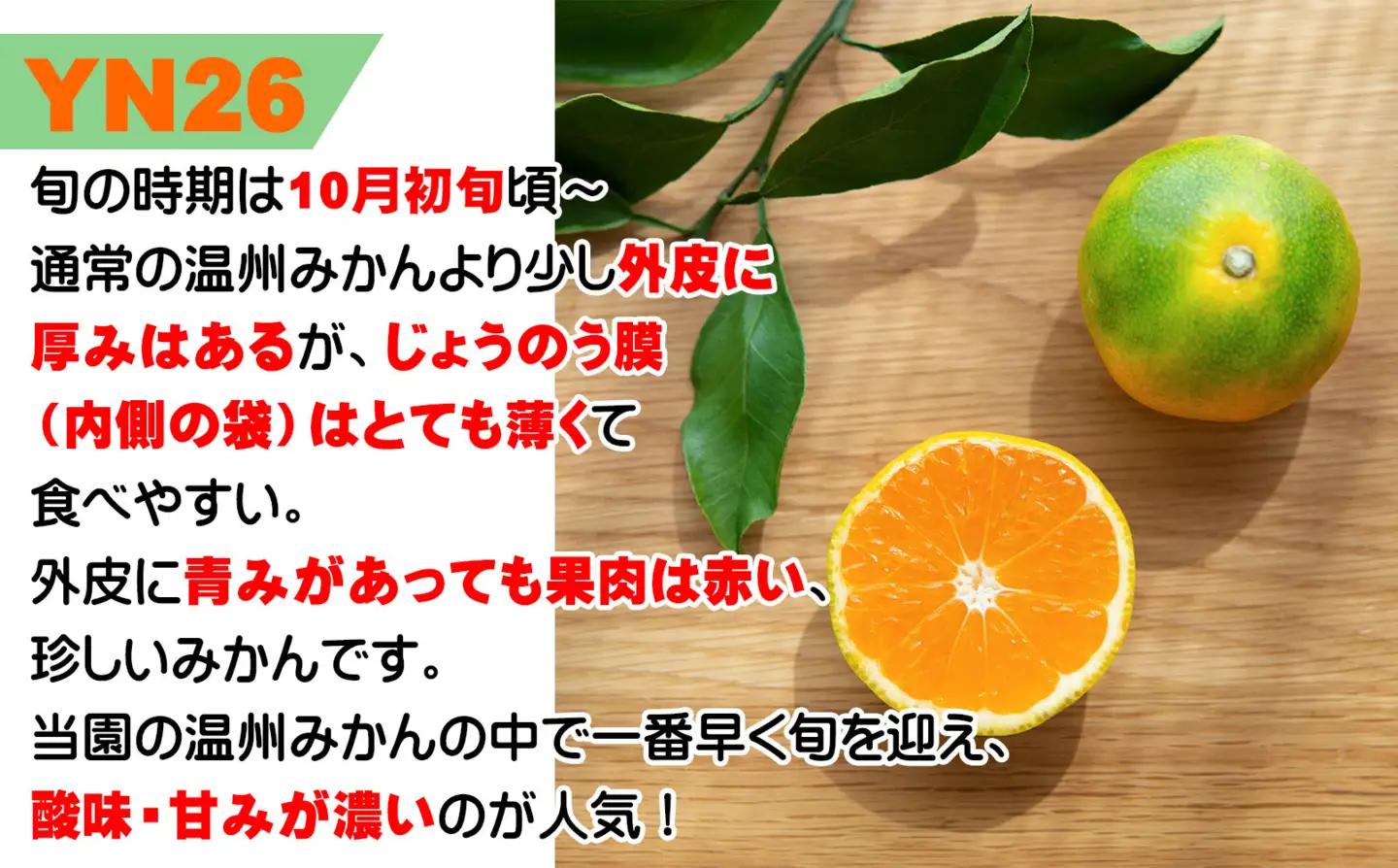 極早生みかん（ゆら早生みかん）３kg 2S・3Sサイズ 「2026年10月より順次発送」｜果物 柑橘 小粒 小玉 YN26