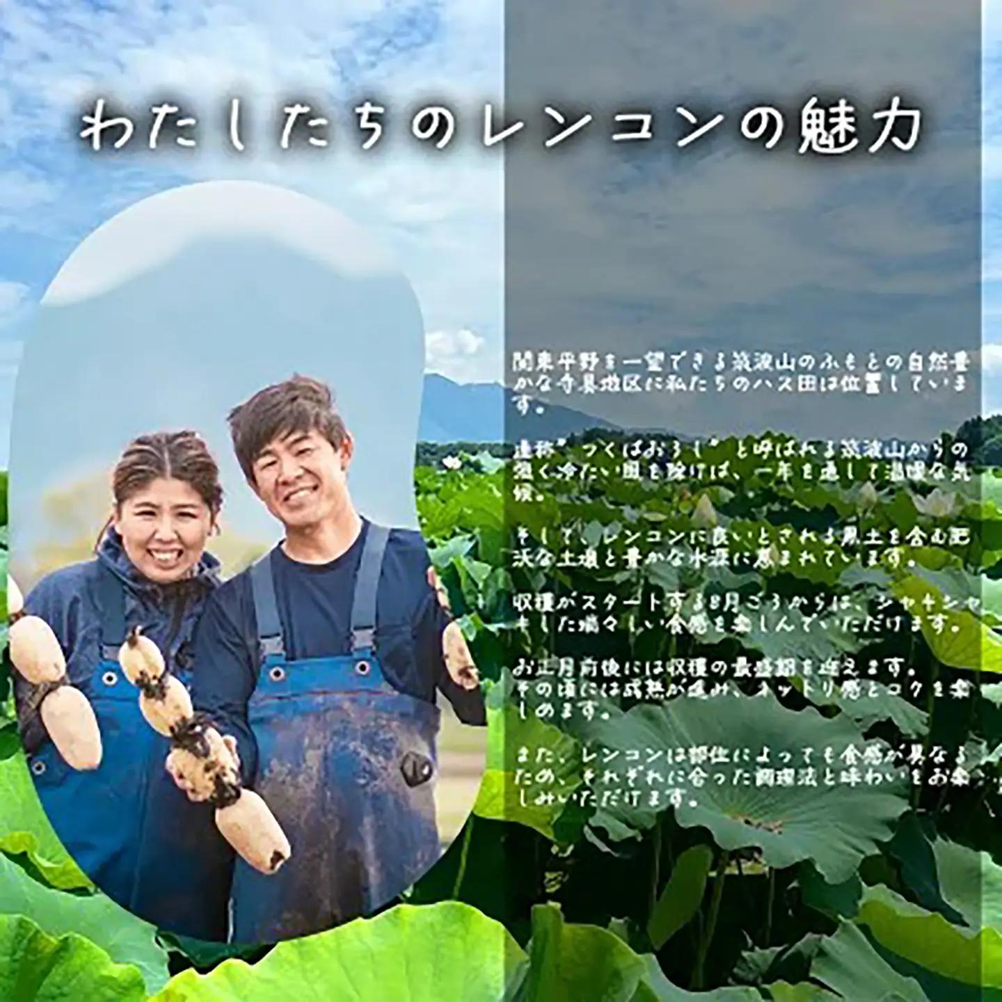 れんこん 朝採れ 2kg れんこん