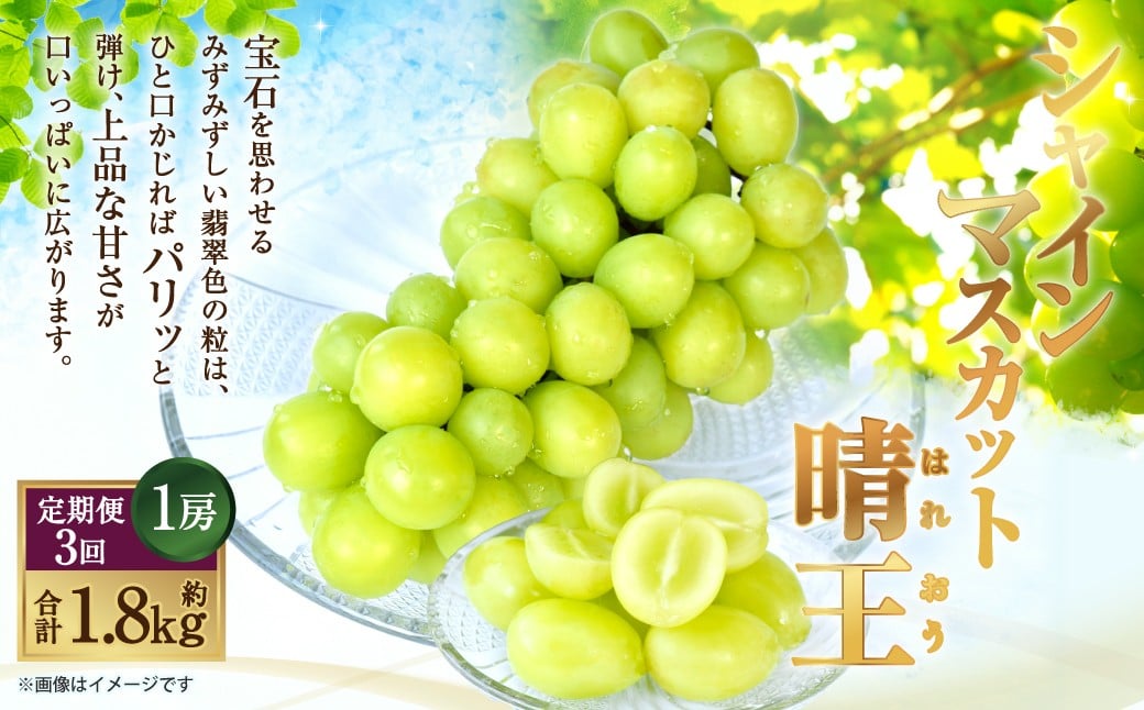 
                  [HS]【3回定期便】温室・露地 シャインマスカット 晴王 1房 約600g【2026年7月上旬～9月下旬発送予定】マスカット 葡萄 ぶどう ブドウ フルーツ 果物 くだもの デザート 冷蔵 岡山県 倉敷市
                