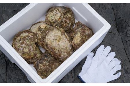 海女採り 尾鷲産天然岩牡蠣（いわがき）　大容量５kgセット（カキ平均サイズ約400g）　MK-13