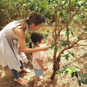 「西川農園」珍しいフルーツの摘み取り体験と農園カフェでくつろぎランチ