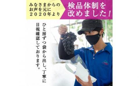 B-050 ＜先行予約受付中！2025年8月中旬～9月下旬の間に発送予定＞旬のぶどう詰め合わせ3～5房(約2kg以上)【さくら農園】