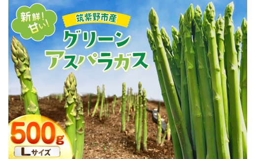 【期間限定発送】 アスパラ グリーンアスパラガス L 500g [ファームいまむら 福岡県 筑紫野市 21761484] アスパラガス グリーンアスパラ 野菜