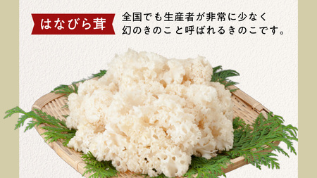 【 3ヶ月連続定期便 】きのこ の 詰め合わせ Lサイズ ( 約2kg ) （茨城県共通返礼品：城里町）