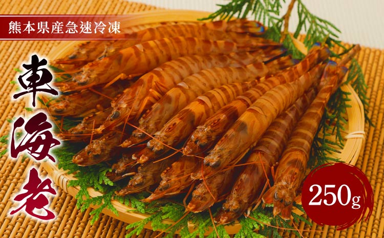 熊本県産 急速冷凍 車海老 250g(9〜13尾) 生食可 瞬間冷凍