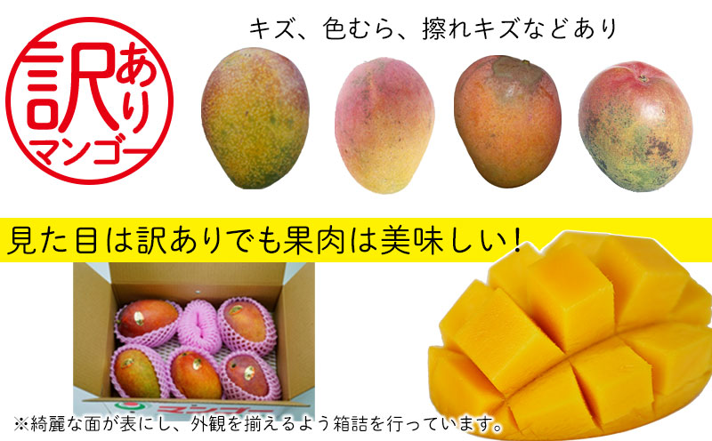 【2025年発送】訳あり 完熟マンゴー 約1.5kg 北中城村 先行予約 訳あり 訳アリ フルーツ 果物 くだもの アップルマンゴー アーウィン種 冷蔵 JA 家庭用 お試し 美味しい 沖縄 生産者応