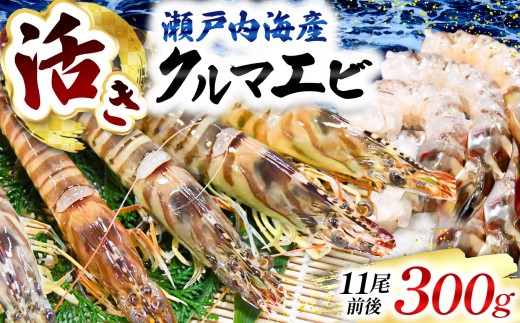 【お届け実績５００件以上！】【配達日指定可能】瀬戸内海産 活きクルマエビ　300g 活き クルマエビ くるまえび 車海老 エビ えび 海老 鮮度抜群 配達日指定可能 贈答用 おせち 海の幸 高級食材 海産 山口 平生町